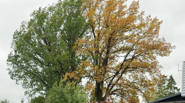 An oak tree changes color from green to golden brown against a cloudy autumn sky in Pavlovsk Park, Saint Petersburg. This gentle scene brings a quiet feeling of nostalgia and peaceful wonder.