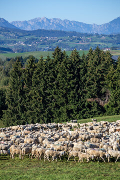 transhumance animals are moved to autumn pastures cows and sheep with the shepherds