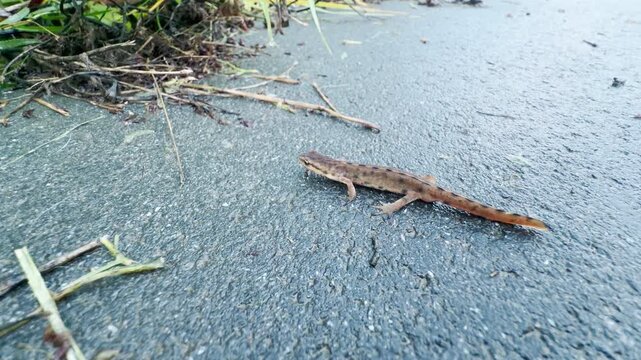 A smooth newt crawls curiously across wet pavement near green grass. This peaceful encounter brings quiet wonder to Pavlovsk Park, Saint Petersburg.