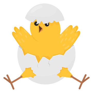 Broken eggshell on baby chick.. Hatched newborn animal