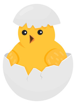 Hatching chick in broken egg. Born baby bird