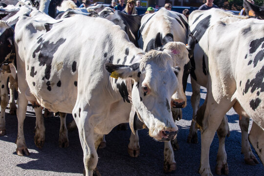 transhumance animals are moved to autumn pastures cows and sheep with the shepherds