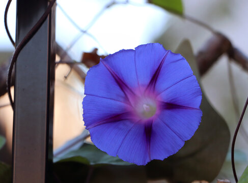 Single purple morning glory flower blooming on outdoor trellis post