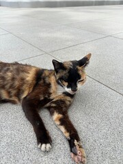 cat © Pakgard