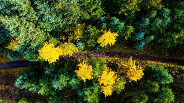 Aerial view of Heidmork forest featuring vibrant yellow autumn trees and evergreen pines along a winding path in Kopavogur, Reykjavikurborg, Iceland.