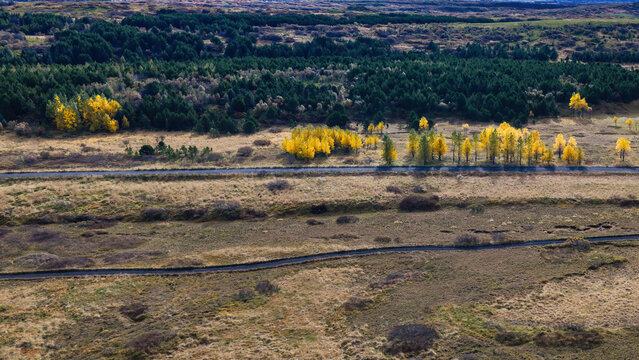 Aerial view of the vibrant autumn foliage in Heidmork nature reserve with golden trees and dark green conifers along winding roads in Kopavogur, Reykjavikurborg, Iceland.