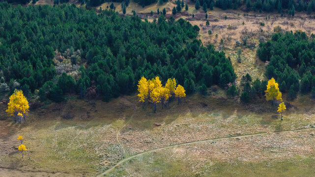 Aerial view of Heidmork nature reserve featuring a dense green pine forest, vibrant yellow autumn trees, and a winding dirt path through a grassy field in Kopavogur, Reykjavikurborg, Iceland.