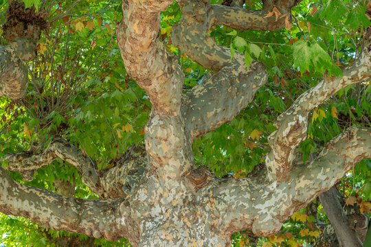 Close-up of a mature plane tree with distinctive mottled bark and twisting branches surrounded by lush green leaves, creating a natural botanical texture and woodland background