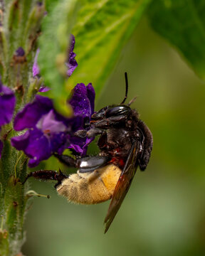 bee