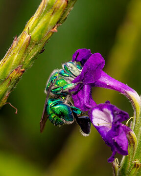Orchid bee