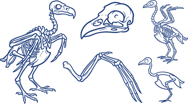 Set of blue line art illustrations featuring bird and vulture skeletons, skulls, and bones on white background