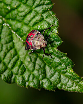beetle