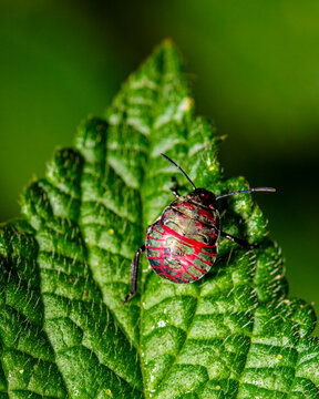 beetle