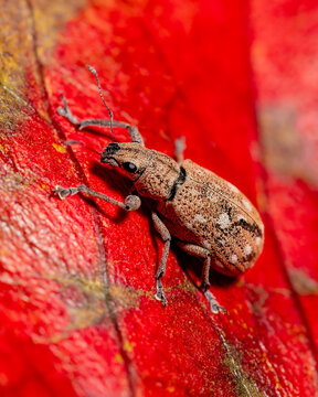 beetle
