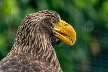 Steller Sea Eagle Profile Portrait Close Up © Aleš Maučec