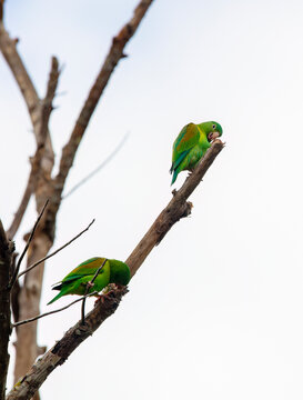 Orange-chinned parakeets