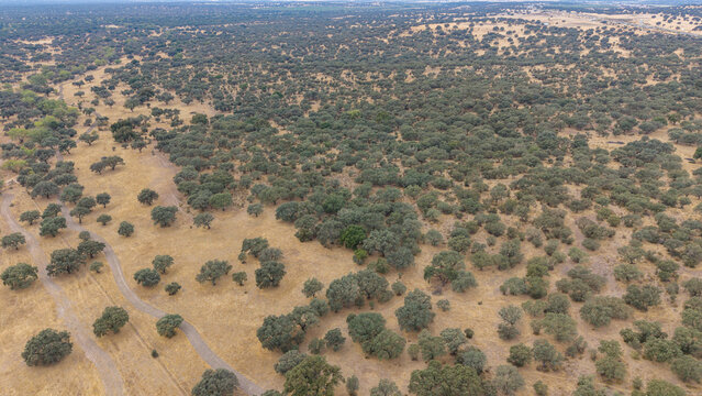 Aerial view of the vast dehesa landscape with scattered oak trees and dirt paths across the dry grassy plains in Navalmoral de la Mata, Extremadura, Spain.