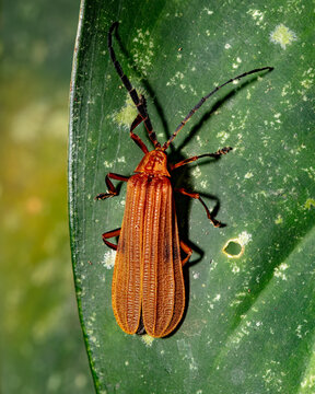 beetle