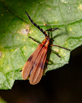 beetle