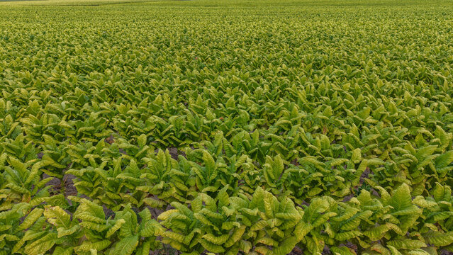 Aerial view of a vast tobacco field with lush green leaves stretching across the landscape in Talayuela, Extremadura, Spain.