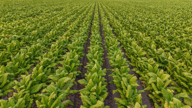 Aerial view of a vast tobacco field with neatly aligned rows of green plants stretching across the landscape in Talayuela, Extremadura, Spain.