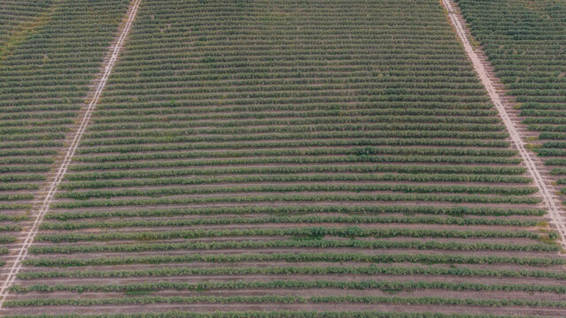Aerial view of rows of fruit trees in an orchard with dirt paths in Talayuela, Extremadura, Spain.