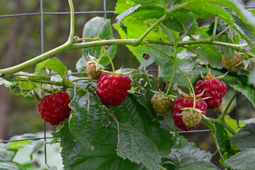 Raspberries Growing on Vine Against Garden Fence, remontant raspberries in autumn © Irina