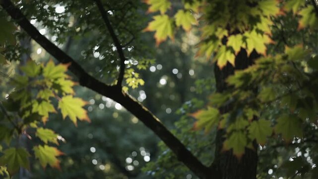 Swaying maple leaf clusters and twigs moving in forest canopy as breeze shifting sunlight and bokeh