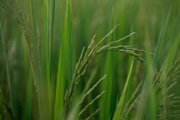 Naklejka premium Green rice plant paddy field agriculture close up nature rural food grain crop outdoor summer growth peaceful