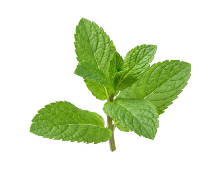 Fresh green mint sprig with vibrant leaves isolated on a clean white background for culinary use