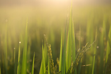 Obraz premium Green rice plant sunlight morning dew field agriculture nature rural growth freshness outdoor peaceful