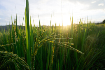 Obraz premium Green rice plant paddy field agriculture sunlight rural nature outdoor summer growth landscape food crop