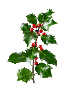 Christmas holly branch with red berries and green leaves isolated on transparent background. Christmas holiday decoration for greeting cards, banners, advertisements and seasonal graphic design.