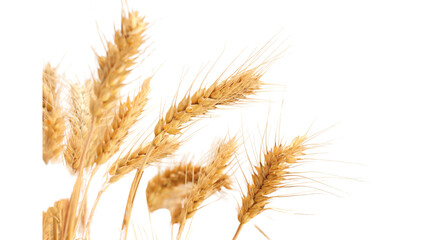 Fototapeta premium wheat, golden wheat, wheat ears, wheat stalks, wheat spike, grain, cereal, wheat PNG, grain PNG, PNG