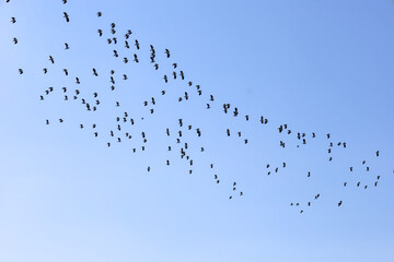A large flock of migratory birds flies in a cloudless blue sky during seasonal migration. The bird silhouettes form a dynamic pattern high above. The frame demonstrates nature's movement. © Олег Струс