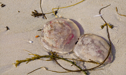 Moon jellyfish washed ashore on a sandy beach in the Lofoten Islands © Comofoto