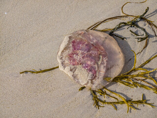 Moon jellyfish washed ashore on a sandy beach in the Lofoten Islands © Comofoto
