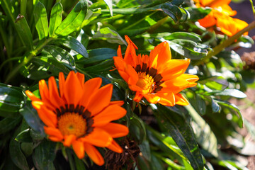 Bright orange gazania flowers bloom vividly among dense green leaves in a sunny garden. Colorful petals are illuminated by soft natural light, highlighting their rich texture and summer beauty © Олег Струс