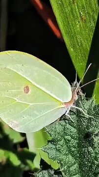 Brimstone butterfly resting on a green leaf in the garden