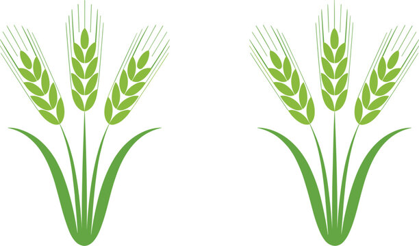 Green Wheat Ear and Agricultural Barley Stalk Icon Set for Organic Food Branding, Brewery Logos, and Farm Crop Production Vector Graphic Designs