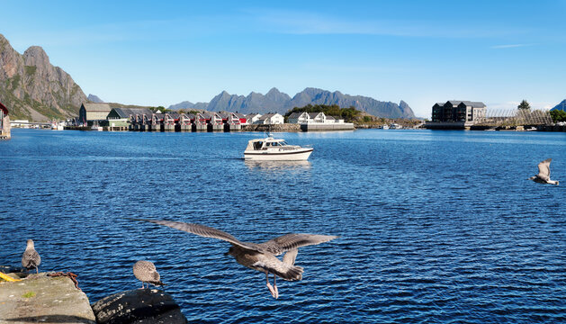 Seagulls at Svolvaer harbor in the Lofoten Islands with a motorboat on blue water, traditional coastal houses and distinctive mountains beneath blue sky.