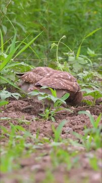 Two adorable little burrowing owls sitting in green meadow grass