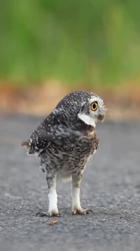 Funny Burrowing Owl Walking on the Road