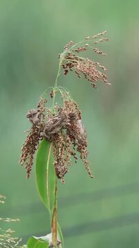 Group of wild sparrows eating seeds on a tall grass stalk