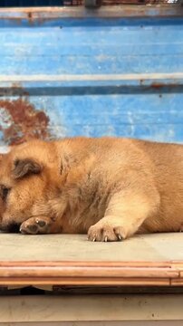 Cute fluffy brown puppy resting on a wooden surface