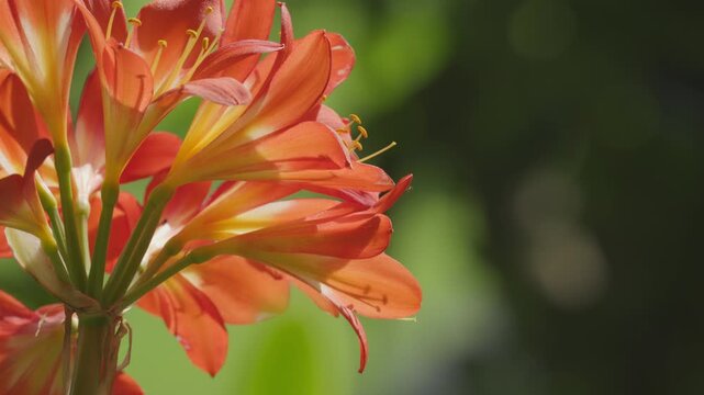 Close view of a Natal lily or bush lily (Clivia miniata) flower at Betty&rsquo;s Bay. Vibrant orange blooms in the Western Cape, Whale Coast, Overberg, South Africa.