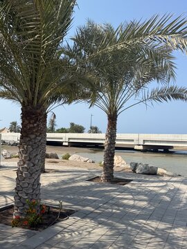 Two date palm trees on a paved waterfront promenade with a concrete bridge over a lagoon in Seeb, Muscat, Oman