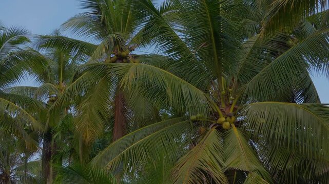 Lush green coconut palm trees with fresh fruits against blue sky in tropical countryside.