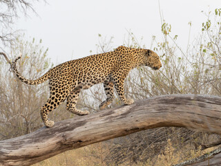 leopard in tree © Dave The Mariner