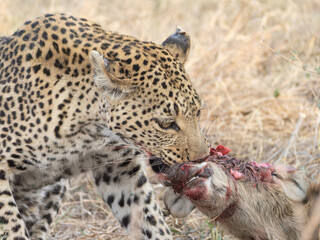 Leopard with kill © Dave The Mariner